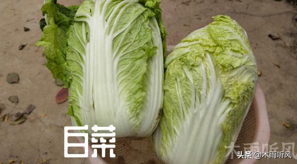 什麼時間種植大白菜最好，不同的季節，種植管理技術各異