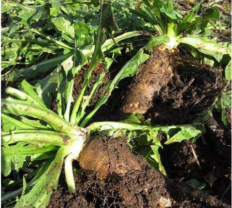 靠“摸黑”種植的蔬菜，像極了娃娃菜，價格是娃娃菜數倍