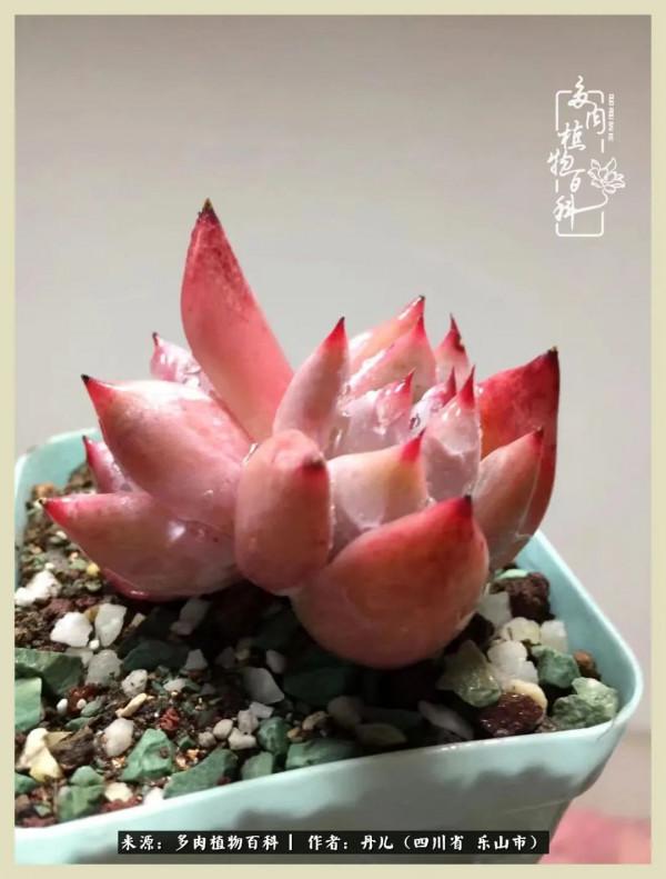 我的長生草秘密花園4：收集整理也是一種快樂