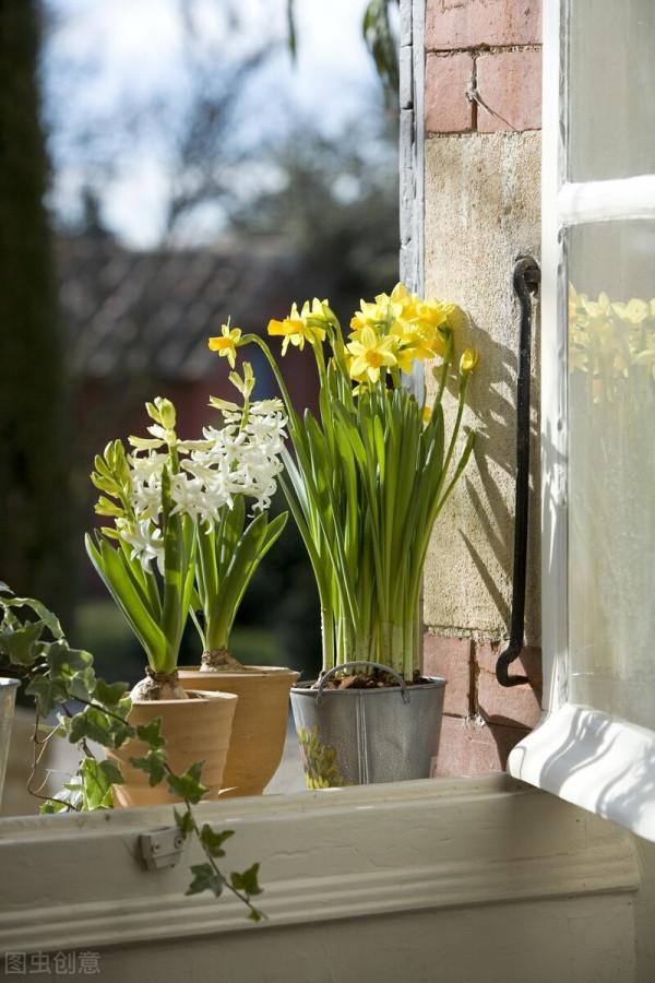 吉祥如意的水仙花