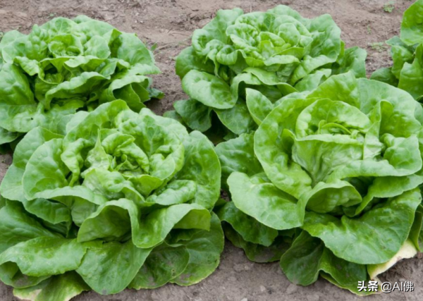 美國人平均一年吃多少食物 美國人平均一年吃多少食物