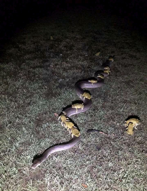 狗舔蟾蜍貓吃薄荷,動物們奇怪的“上癮”行為,究竟是怎麼回事? 狗舔蟾蜍貓吃薄荷,動物們奇怪的“上癮”行為,究竟是怎麼回事?