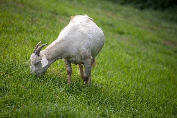 父親讓11歲的孩子輟學打工，結果他被壞人控制，被逼去要飯，還要偷和搶
