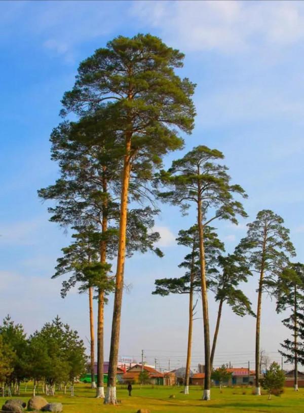你知道嘛？滿族的來源竟是這樣一段美麗的傳說
