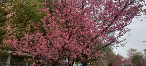 白石江兩岸冬櫻花盛開市民賞櫻花的好去處