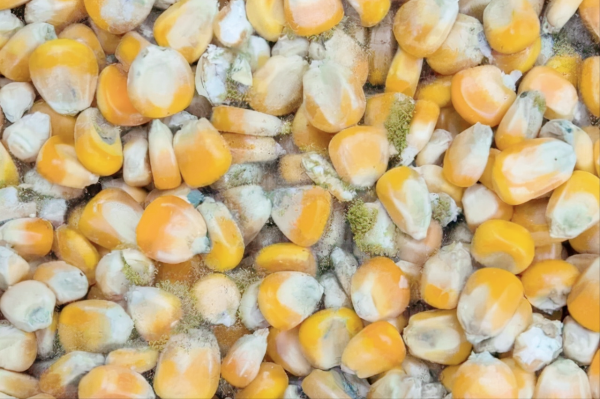 雞最怕吃什麼東西？最怕哪些環境？如何預防？