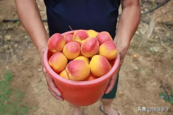 難道只有北方人才吃這些“水果”的？南方朋友：沒吃過，也沒見過