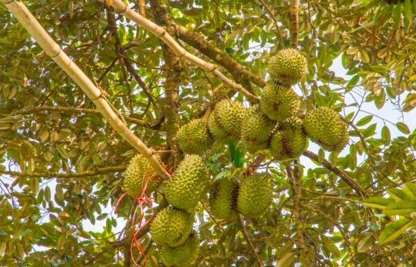 一棵樹上能結300多個榴蓮,為什麼榴蓮還賣那麼貴?看完漲知識了 一棵樹上能結300多個榴蓮,為什麼榴蓮還賣那麼貴?看完漲知識了