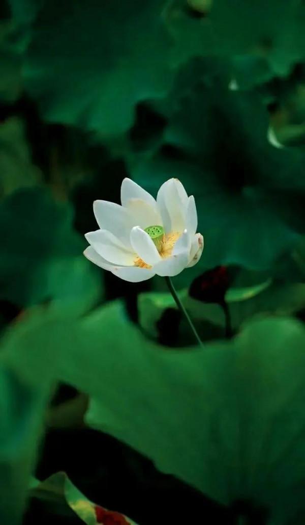 走過風雨四季，品味生活的美好