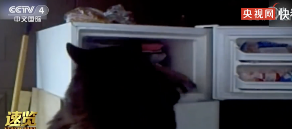 美國一黑熊夜闖民舍開啟冰箱偷吃冷凍肉，還吃光了巧克力