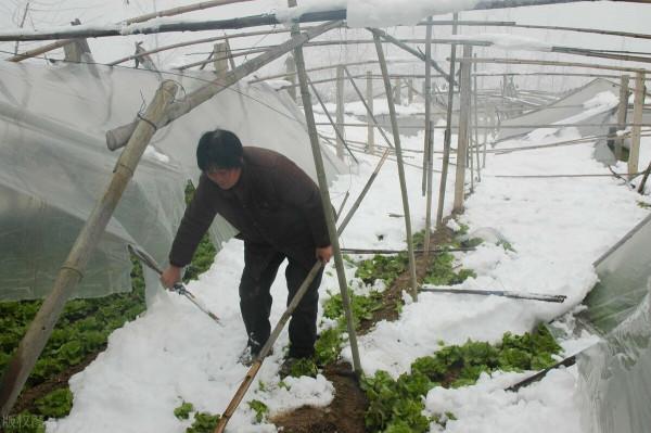 暴雪壓塌2500多座養殖和蔬菜大棚，菜農損失巨大，菜、肉要漲價？