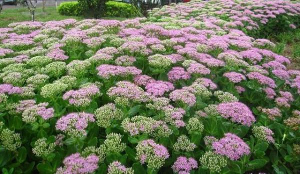 50種多肉開花欣賞，你養的開花了嗎？快來曬曬