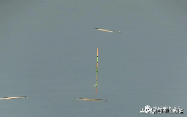 冬釣調漂技巧來了，讓你穩抓魚口