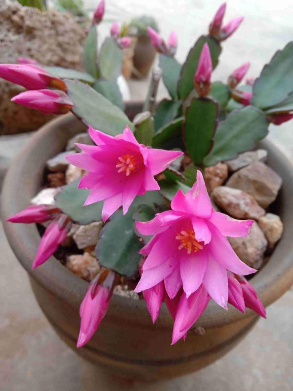 初秋養花，3種花別花錢買，掰個枝條插土裡很快長芽