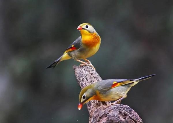 62對愛情鳥大比拼欣賞