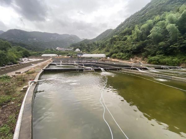 有條小魚,正從大別山“遊”向長三角…… 有條小魚,正從大別山“遊”向長三角……