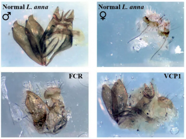 ";價值百萬";的陰陽蝶?身體竟一半是雌性,一半是雄性…… ";價值百萬";的陰陽蝶?身體竟一半是雌性,一半是雄性……