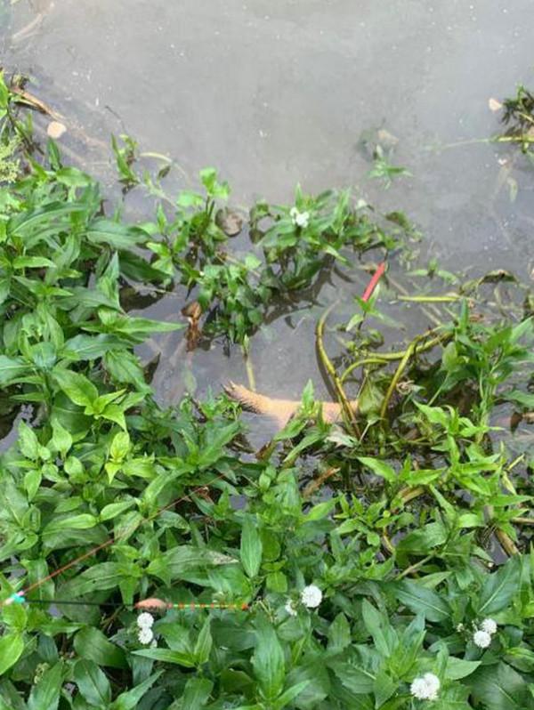 浙江釣友釣起未知水族，因未帶抄網拉不起來，就看到兩隻爪子