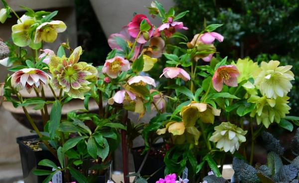 6種&OpenCurlyDoubleQuote;網紅花&rdquo;，喜歡可以買，顏值高，價格實惠，看著就&OpenCurlyDoubleQuote;歡喜&rdquo;