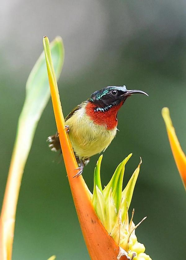 分享圖片,色彩斑斕,美麗無比的太陽鳥 分享圖片,色彩斑斕,美麗無比的太陽鳥