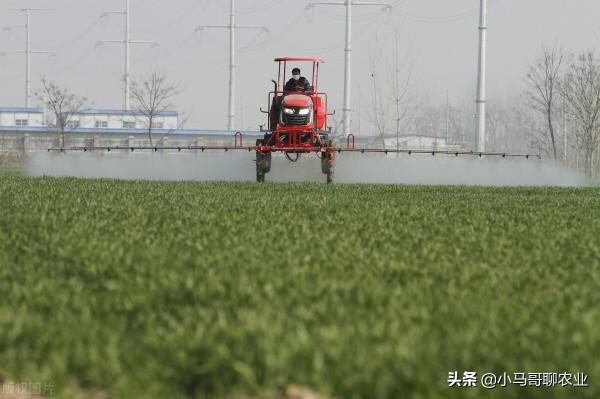 今年冬天小麥情況特殊，冬天能否打小麥田除草劑？需注意6點