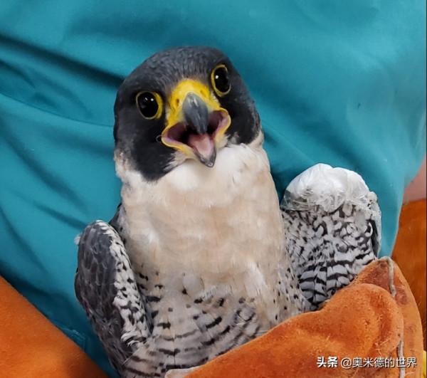 世界上速度最快的15種動物，獵豹是冠軍嗎？