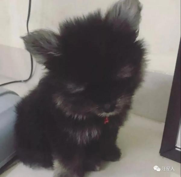 狗狗從小被嘲笑長得醜……但長大後卻讓人驚呼:也太可愛啦 狗狗從小被嘲笑長得醜……但長大後卻讓人驚呼:也太可愛啦