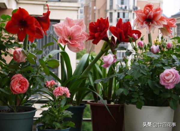 入秋養朱頂紅，5點到位再用個小技巧，開花還是要群朱，你說了算