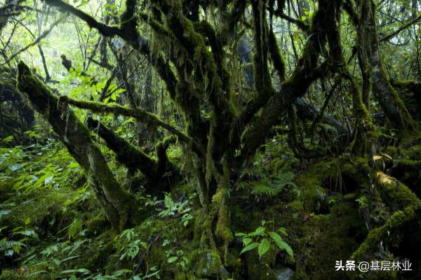 砍柴會違法嗎?淺談“柴”與“樹”的區別,建議農民朋友瞭解一下 砍柴會違法嗎?淺談“柴”與“樹”的區別,建議農民朋友瞭解一下