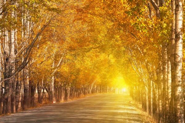這樣的秋天你見過嗎？