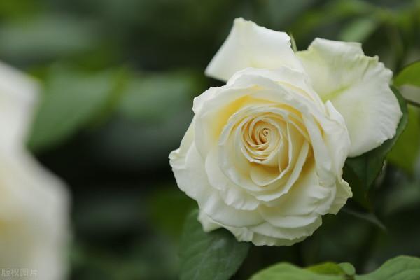 想讓月季筍芽快速長大，3個方法“特殊照顧”，一個月就能成熟