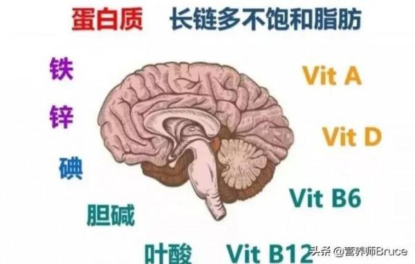 在營養學中,有哪些物質可以促進大腦發育,增強記憶力? 在營養學中,有哪些物質可以促進大腦發育,增強記憶力?