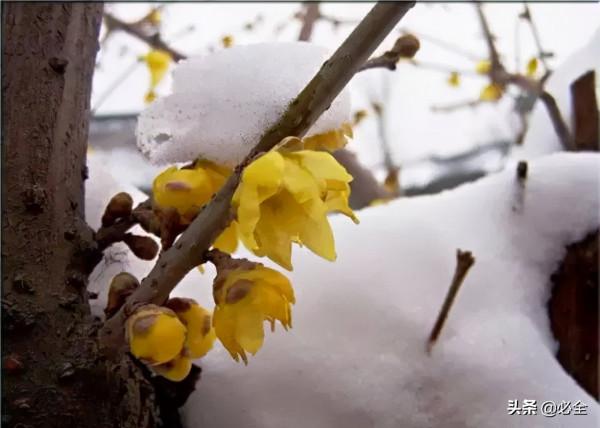 18種常見的先花後葉植物集錦 18種常見的先花後葉植物集錦