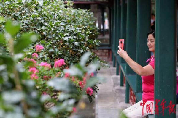 頤和園裡桂花飄香