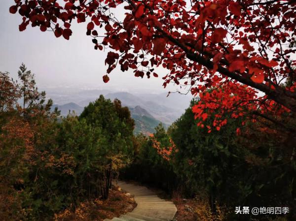 紅螺寺的秋,即使在陰霾的天氣,也是如此金黃燦爛 紅螺寺的秋,即使在陰霾的天氣,也是如此金黃燦爛