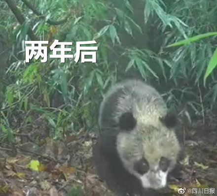 紅外相機時隔2年拍到同一只熊貓 紅外相機時隔2年拍到同一只熊貓
