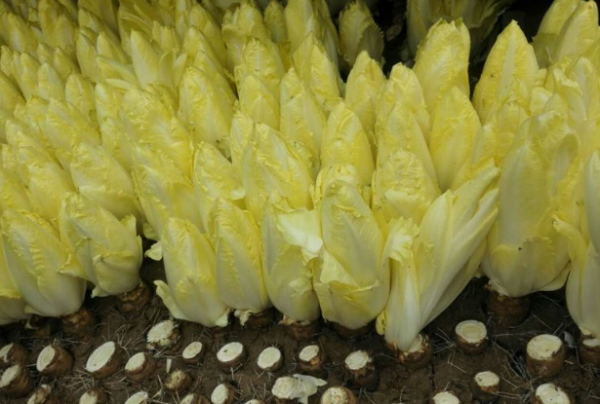 靠“摸黑”種植的蔬菜，像極了娃娃菜，價格是娃娃菜數倍