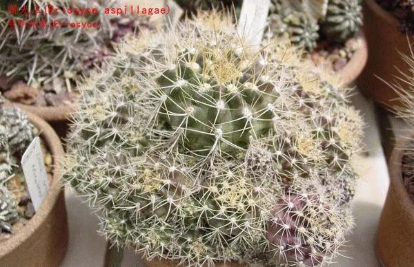 仙人球類科普之智利球屬（一）