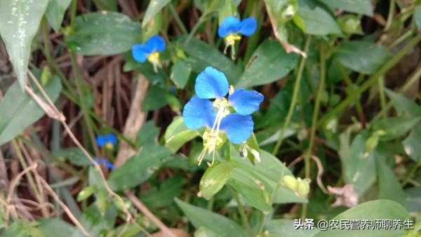 鴨跖草不是飯包草!煮水代茶喝,解決了不少人的煩惱 鴨跖草不是飯包草!煮水代茶喝,解決了不少人的煩惱