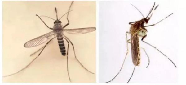 乙腦！人畜共患病，的流行特點