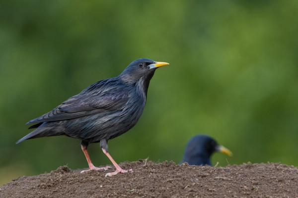 以色列上空，成千上萬的鳥形成“彎勺”形，它們是怎麼做到的？