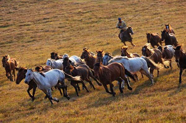 每天凌晨4點起床,只為拍攝烏蘭布統每年僅有15天的絕美秋景 每天凌晨4點起床,只為拍攝烏蘭布統每年僅有15天的絕美秋景