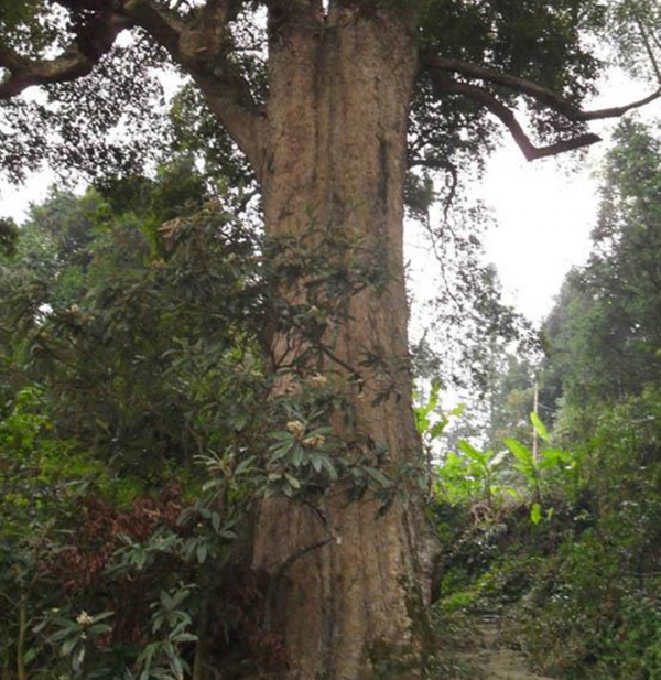 價值千金的金絲楠木，為什麼沒有人去種植呢？