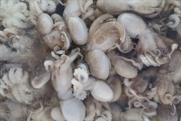 煮八爪魚,別等水開再下鍋,不然嚼不動,漁民教你3招,鮮香爽脆 煮八爪魚,別等水開再下鍋,不然嚼不動,漁民教你3招,鮮香爽脆