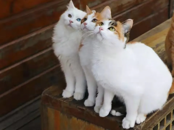 “GFgirls”三小隻 · 申請出道