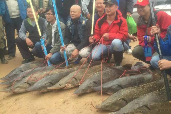 河北清漳河出現大量“鱘魚”，釣友人均釣幾十斤，不違法嗎？
