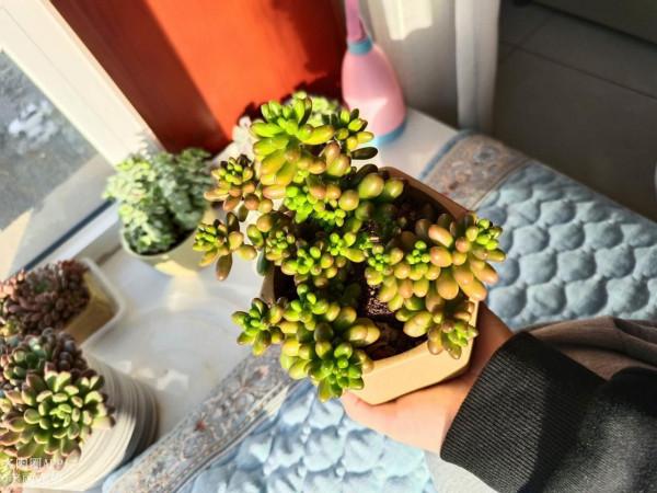 有時候還是很佩服肉肉這驚人的生命力~點個贊長勢迅猛呀