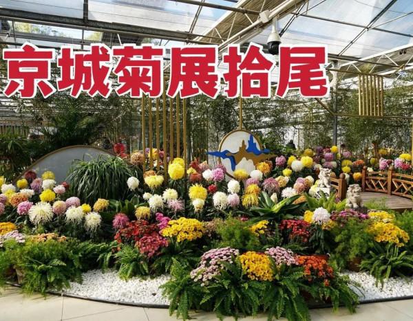 京城菊展拾尾