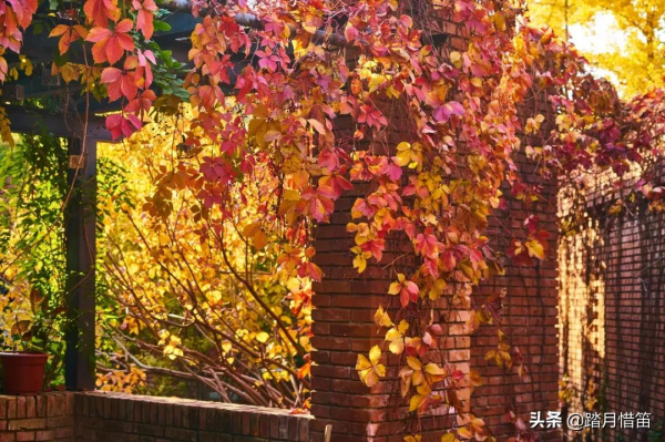 如果沒有疫情，此刻我勸你一定要去一趟北京...