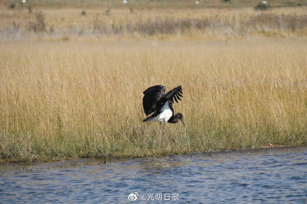 青海一救護黑鸛放歸後越冬遷徙至緬甸